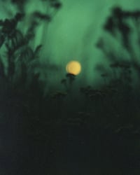 Image 1 of Yarrow of the Red Sun.