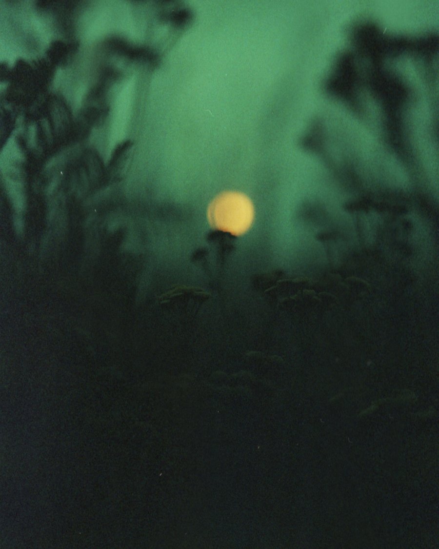 Image of Yarrow of the Red Sun.