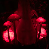 Image 2 of Bleeding tooth fungus raccoon skull dome