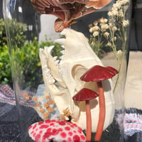 Image 4 of Bleeding tooth fungus raccoon skull dome