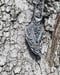 Image of Gum Leaf Pendant
