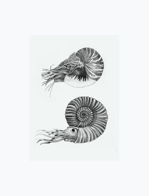 Nautile et Ammonite
