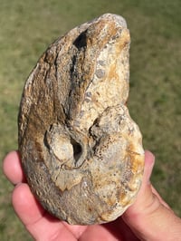Image 4 of Australian Ammonite Fossil #1976