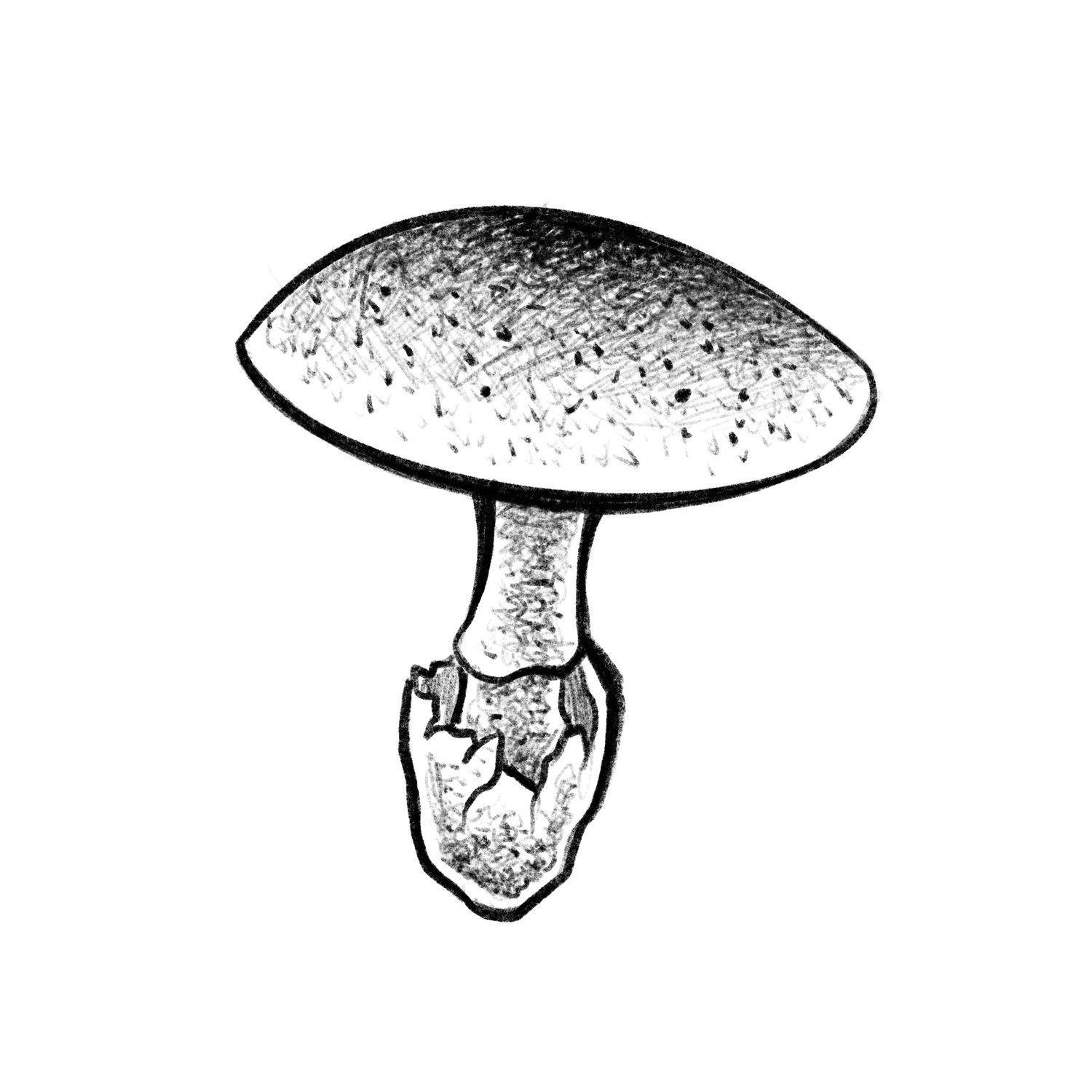 Shroom #3 - $100 flat rate special