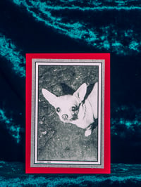 Image 2 of Animal Greeting Cards