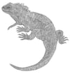 Tuatara