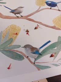Image 2 of Fairy Wrens $25-$35