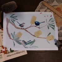 Image 1 of Fairy Wrens $25-$35