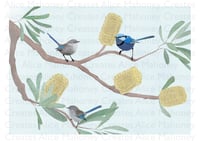 Image 3 of Fairy Wrens $25-$35