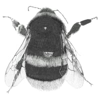 Image 4 of Bumblebee #1 Giclee print