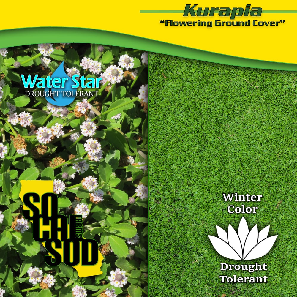 Image of Kurapia  -  ***CALL FOR AVAILABILITY***