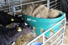 Gate Hay Feeder