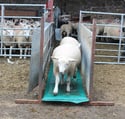 Sheep Footbaths