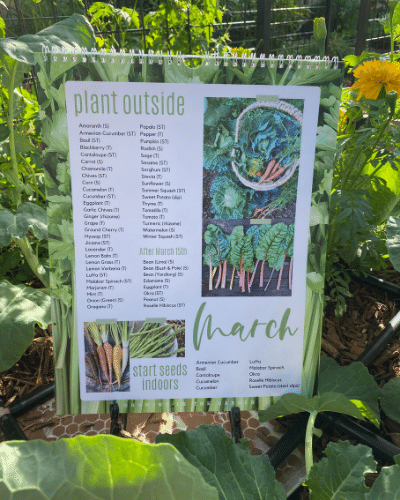 Perpetual Vegetable Herb Fruit Planting Calendar Zone 9b Growing perpetual-vegetable-herb-fruit-planting-calendar-zone-9b-growing