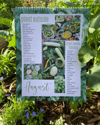 Perpetual Vegetable, Herb & Fruit Planting Calendar Zone 9b 
