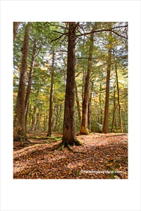 Porcupine Mountains