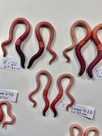 Image 2 of Hangers 🪱