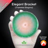 Elegant Bracket (Trametes Elegans) Live Mycelium Mushroom Culture Spawn Seed