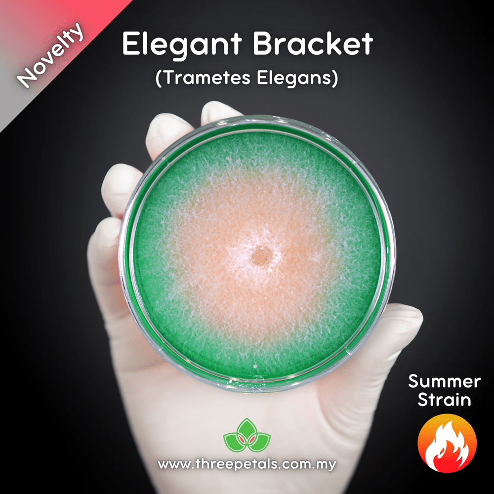 Elegant Bracket (Trametes Elegans) Live Mycelium Mushroom Culture Spawn Seed