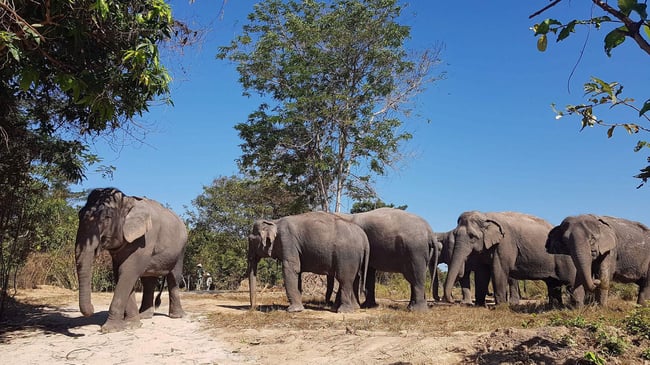 Kulen Elephant Forest | kulen elephant forest