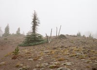 Image 1 of Adaptation by Alyson Bowen
