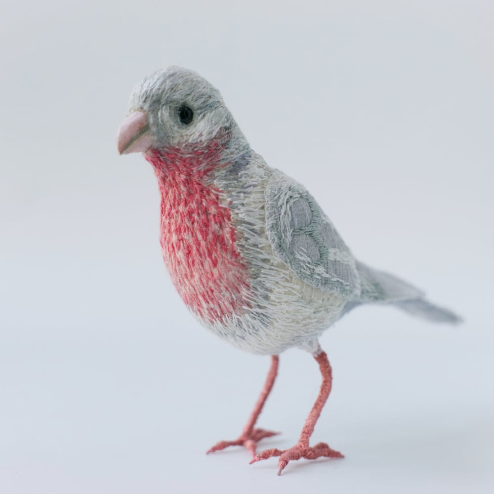 Image of White Pink Bird