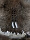 Image of beaded vertebrae