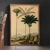 Palm trees of South America | Retro Tropical Print | Palm tree Poster | Vintage Forest Landscape