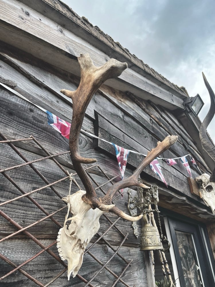 Image of Fallow Antlers 