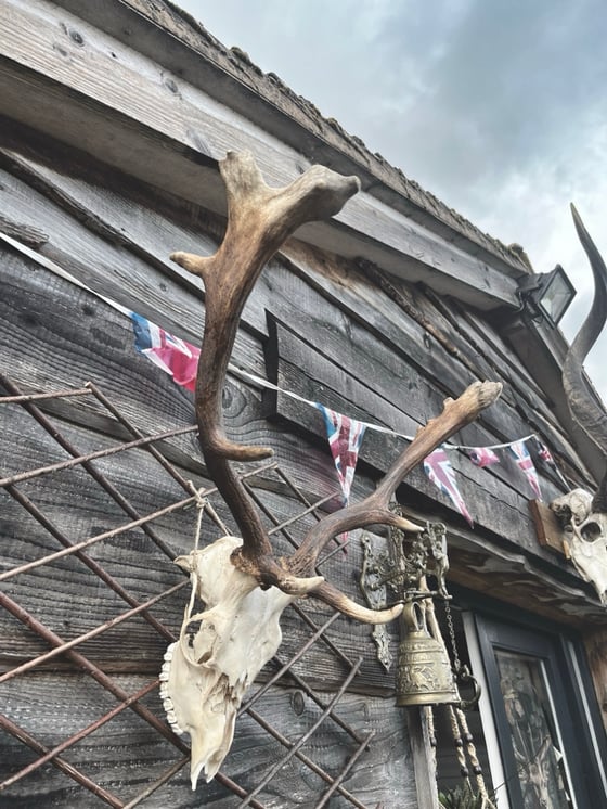 Image of Fallow Antlers 