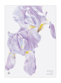 Image 4 of Iris calendar 2023