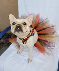 Image 4 of Thanksgiving Fall Tutu 🦃