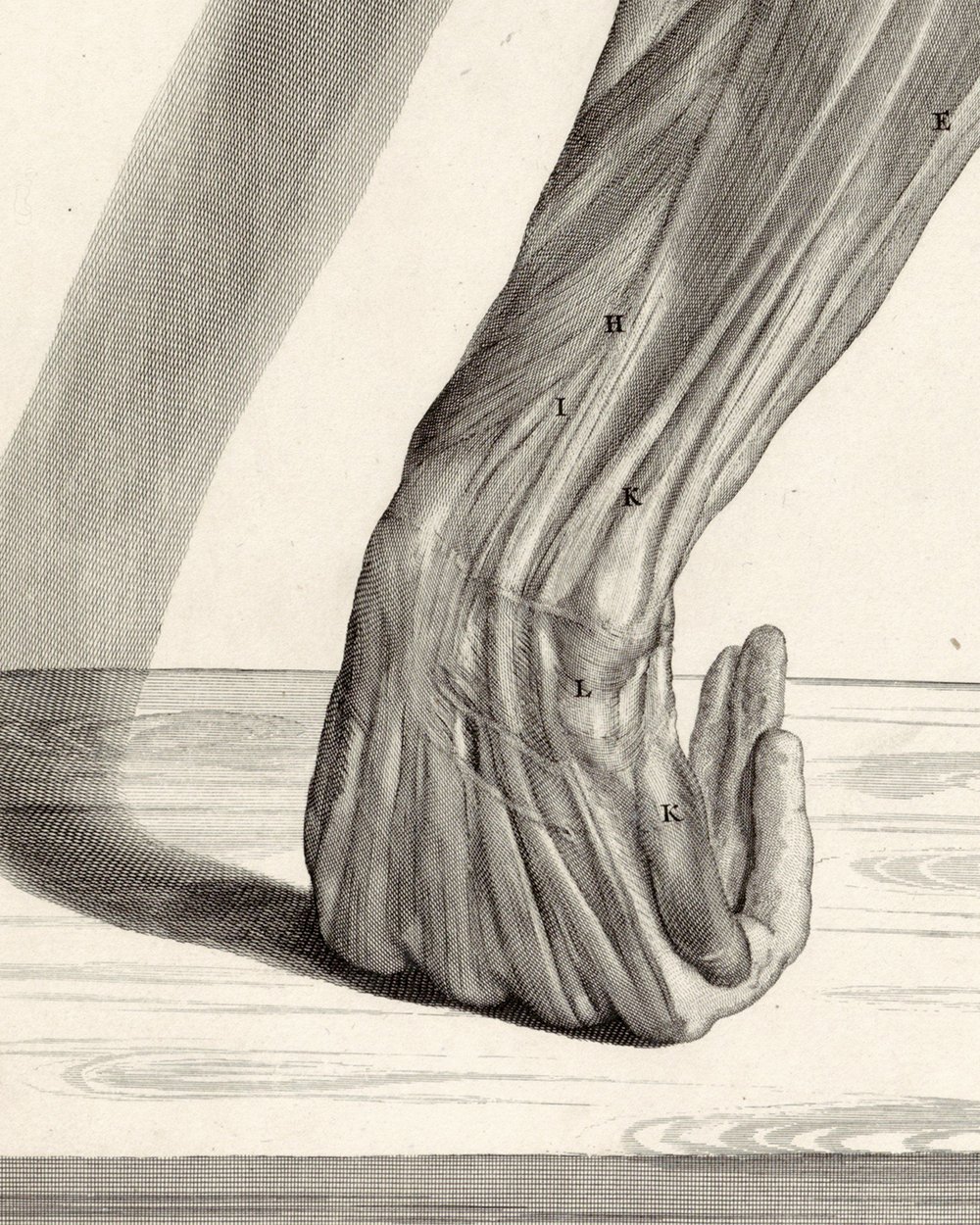 ''Anatomical study of a skinned left forearm'' (1685)