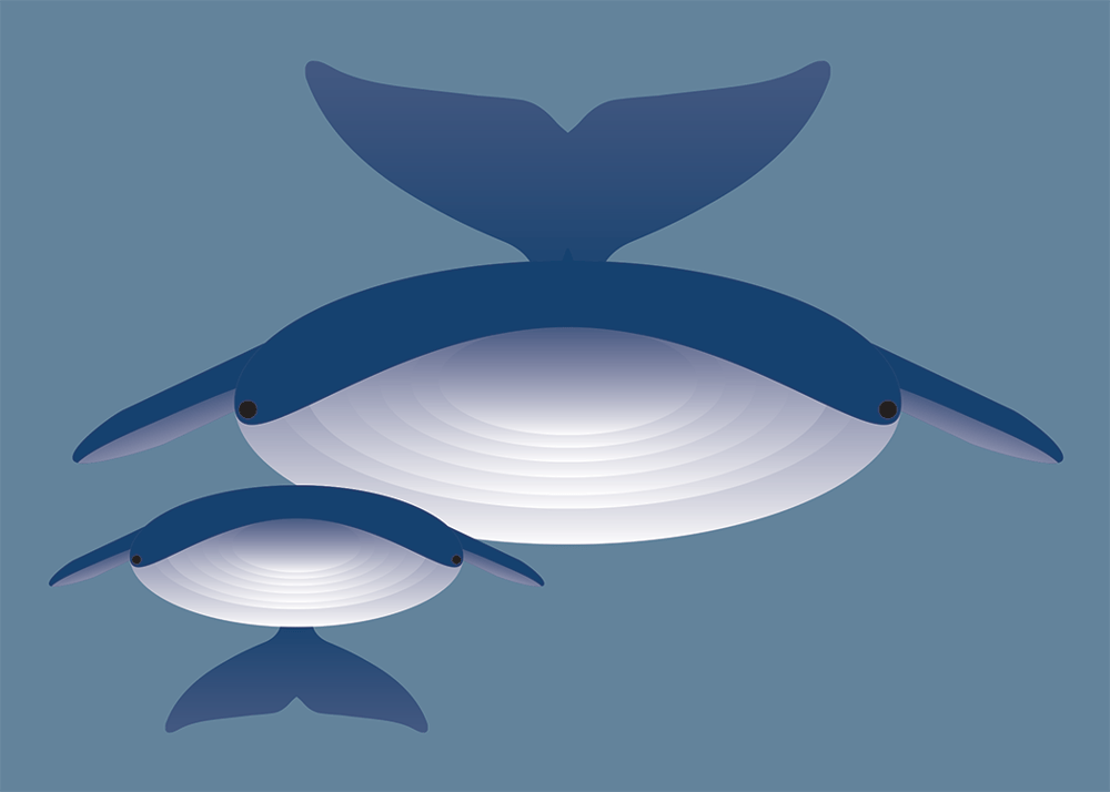 Whale Collection