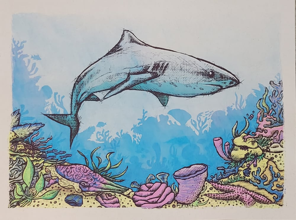 Image of Shark on the Reef