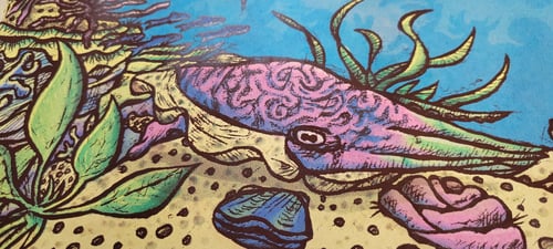 Image of Shark on the Reef