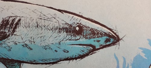 Image of Shark on the Reef