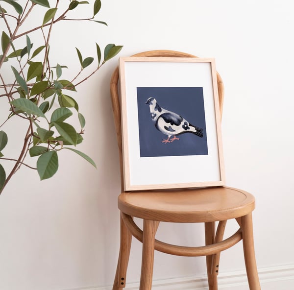 Image of Very Fancy Pigeon