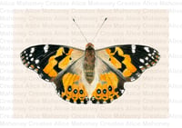 Image 2 of Painted Lady Butterfly