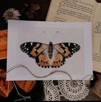 Image 1 of Painted Lady Butterfly