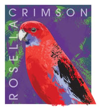 Crimson Rosella Giclée print