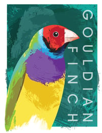 Gouldian Finch Giclée print