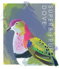 Superb Fruit Dove Giclée print