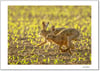 Running Hares | Open Edition Print