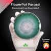 Flowerpot Parasol (Leucocoprinus Cepistipes) Live Mycelium Mushroom Culture Spawn Seed