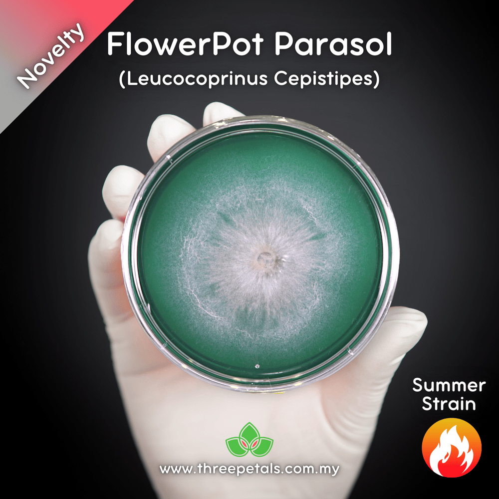 Flowerpot Parasol (Leucocoprinus Cepistipes) Live Mycelium Mushroom Culture Spawn Seed