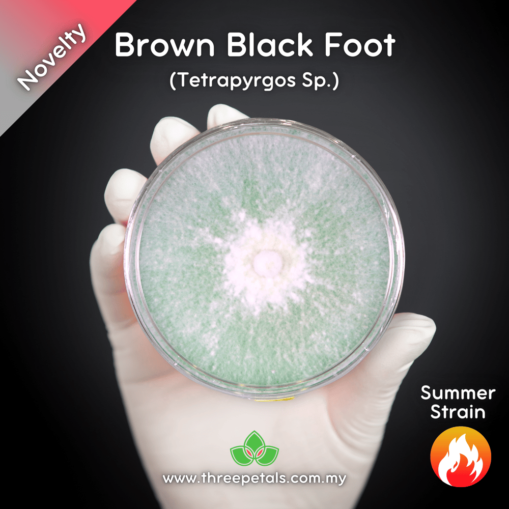 Brown Black Foot (Tetrapyrgos Sp.) Live Mycelium Mushroom Culture Spawn Seed