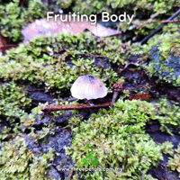 Image 2 of Brown Black Foot (Tetrapyrgos Sp.) Live Mycelium Mushroom Culture Spawn Seed