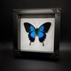 Papilio Ulysses Telegonus Swallowtail Butterfly