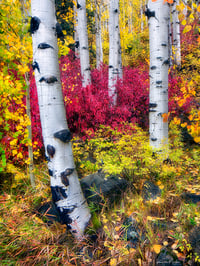 The Color of Autumn